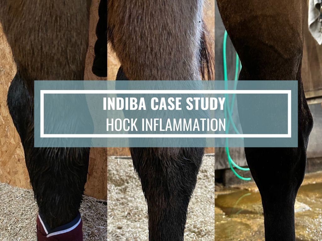 INDIBA CASE STUDY: Synovial Seal of Gastrocnemius Tendon Sheath